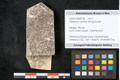 Foto (Objekt + Etikett) von Persoonia myrtillus Ettingshausen (NHMW-GEO-2024-0188-8139)